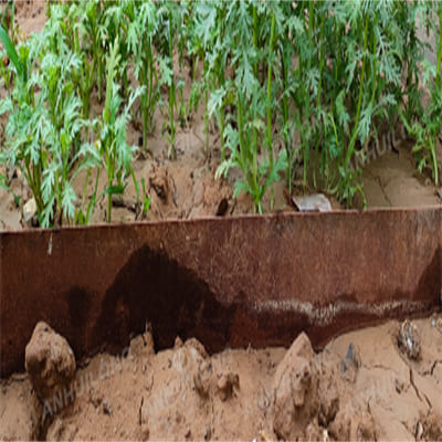 Rusted steel garden edging for landscaping