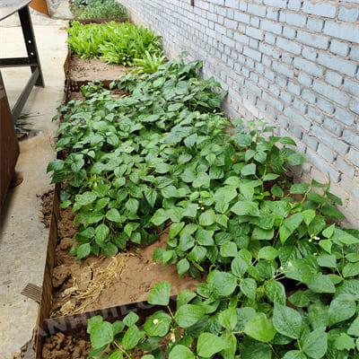 Shapeable corten steel edging for landscaping