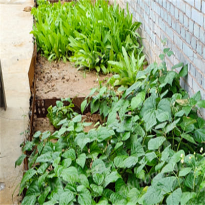 Strong rusted steel garden edging