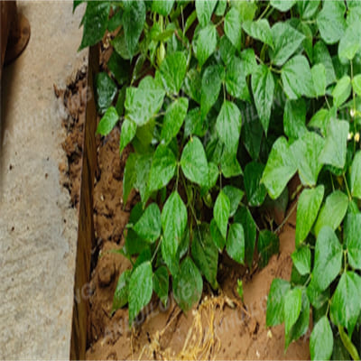 Strong rusted steel garden edging