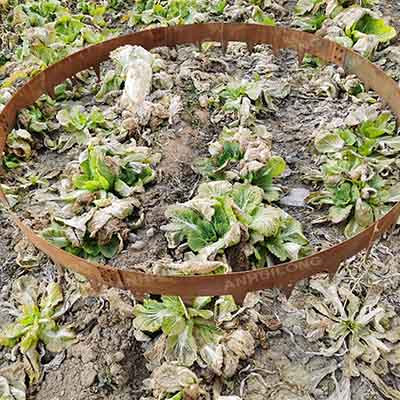 Garden edge round rust corten steel easy garten lawn edging garden edging fence