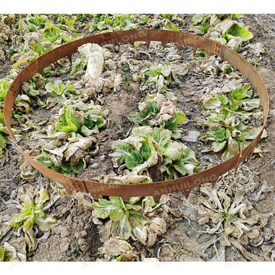 Durable Corten Steel Borders for Landscape and Garden Maintenance